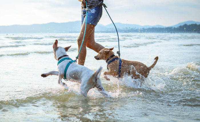 Is it safe to let dogs go swimming?